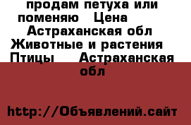 продам петуха или поменяю › Цена ­ 700 - Астраханская обл. Животные и растения » Птицы   . Астраханская обл.